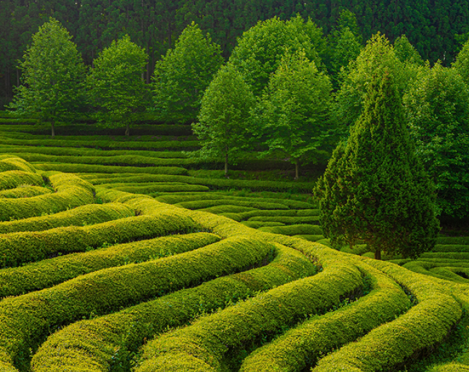 Matcha-Rezepte für jeden Tag: mr.broccoli teilt seine Lieblingskreationen