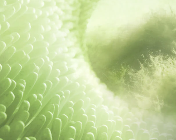 Pollenallergie und Darm: Wie Immunsystem, Mikrobiom und Mikronährstoffe zusammenhängen