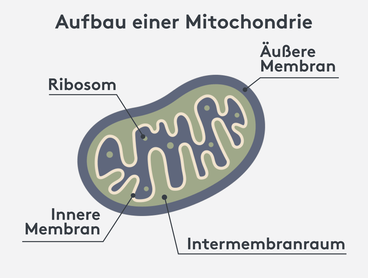 Aufbau eines Miochondriums mit Doppelmembran