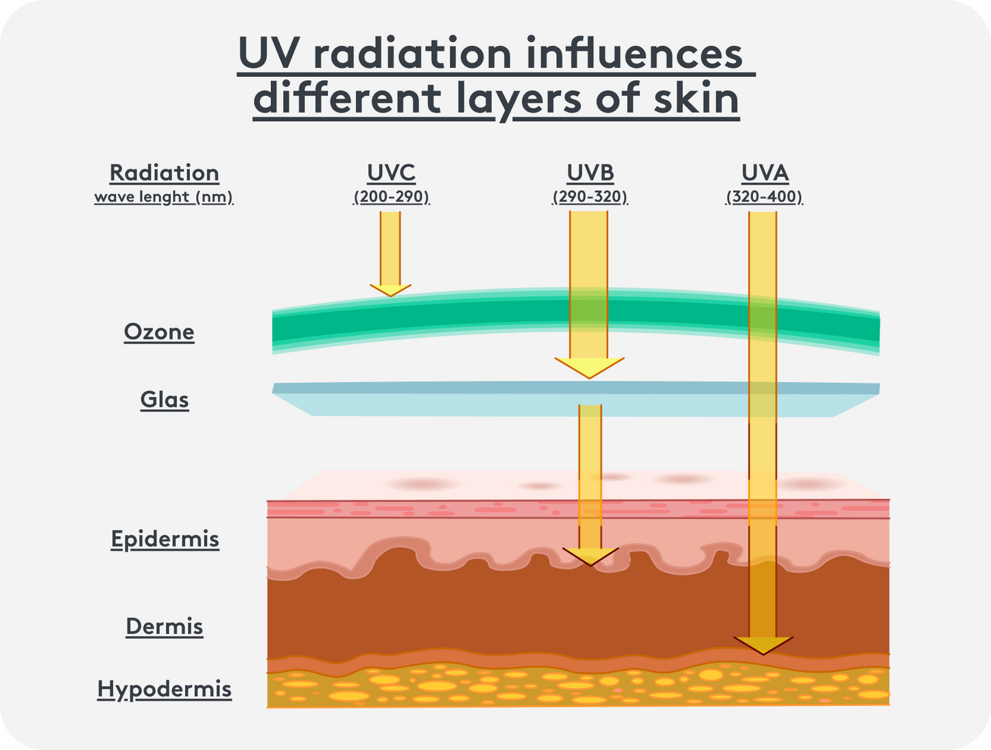 Graph showing the effect of UV radiation on different layers of the skin: UVC, UVB, UVA