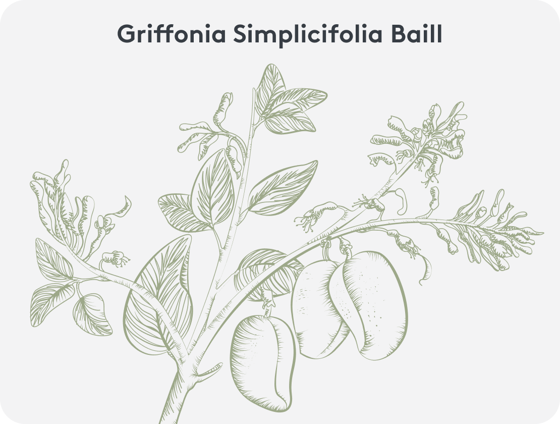 Grafische Abbildung einer Griffonia simplicifolia