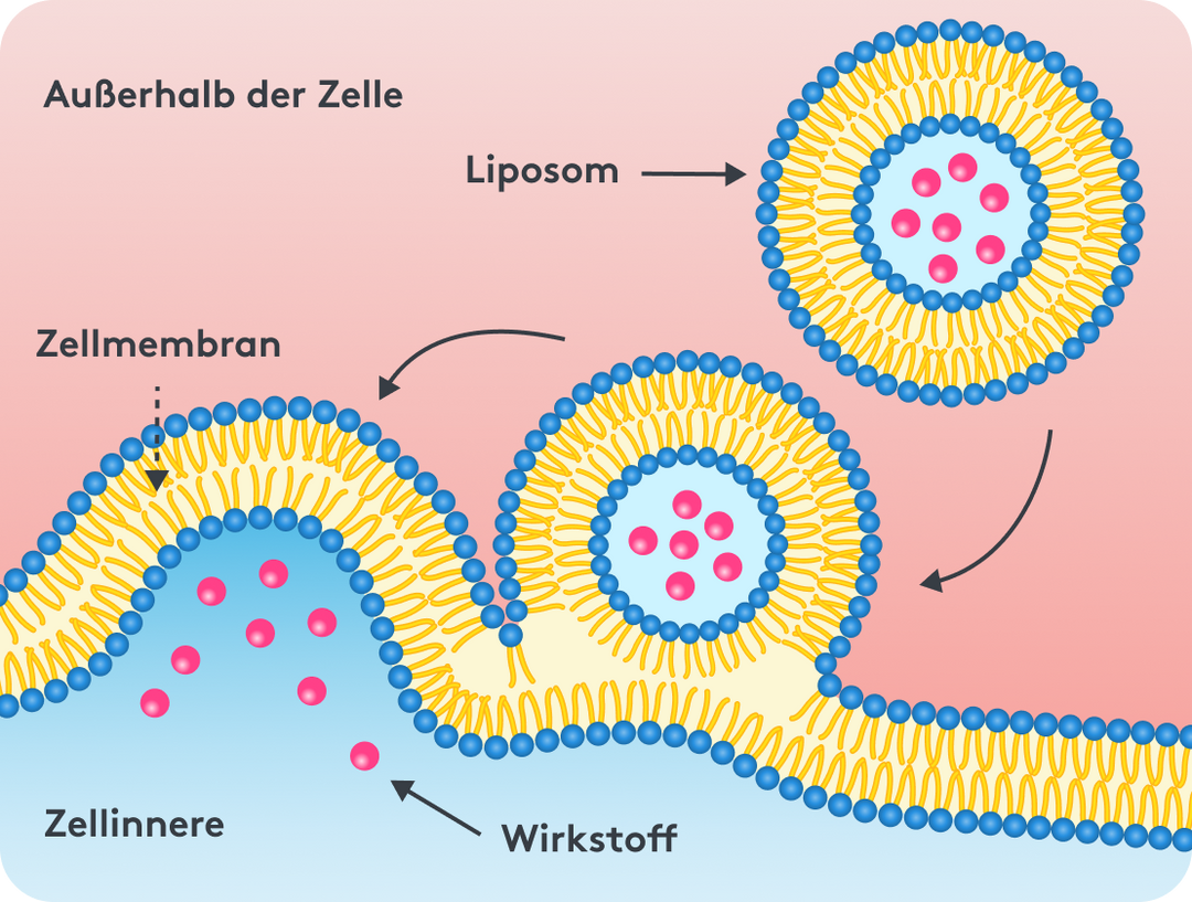 Liposomas ¿Qué significa liposomal? Definición y función | MITOcare