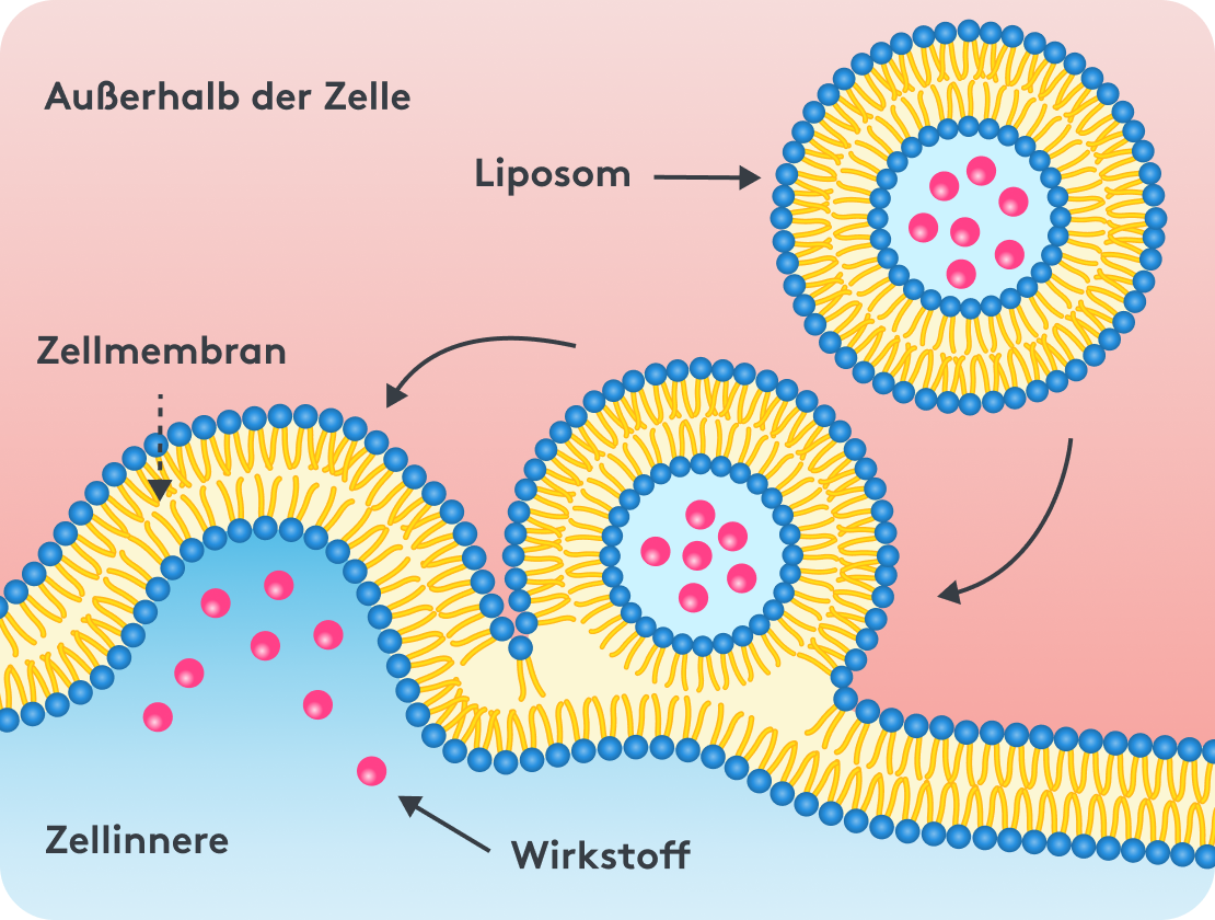 Liposomas ¿Qué significa liposomal? Definición y función | MITOcare