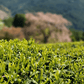 Gyokuro Tee von Arigato Tee