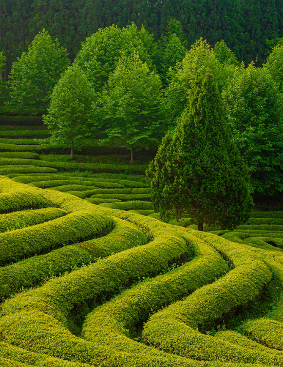 Tienda móvil de té matcha Green Fields