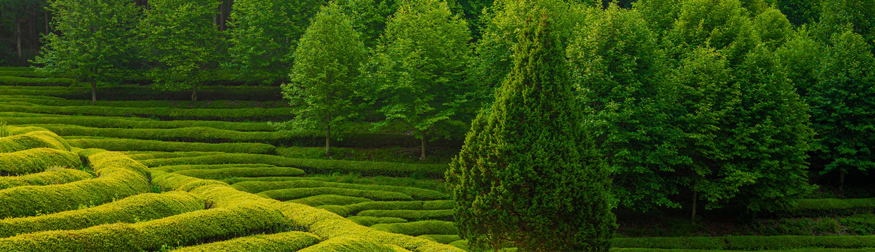 Té Matcha Green Fields